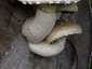 Nyárfa-tőkegomba (Hemipholiota populnea), Duna-Tisza köze